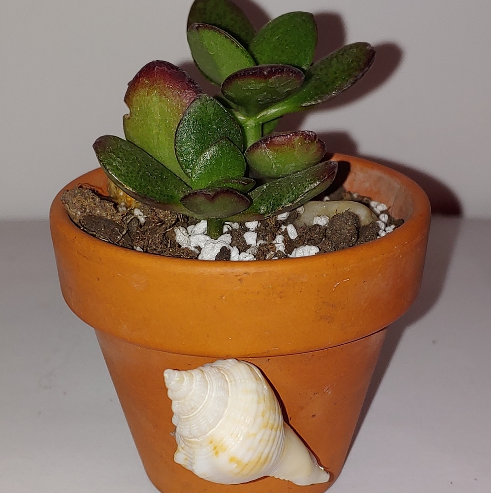 A Ruby rimmed leaf edge Jade Succulent
